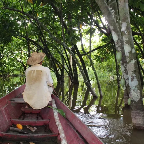 Cumaru amazônico, Na'kau
